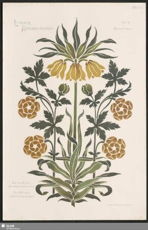 Kaiserkrone (Fritillaria imperialis) und Trollblume (Trollius europaeus)