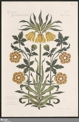 Kaiserkrone (Fritillaria imperialis) und Trollblume (Trollius europaeus)