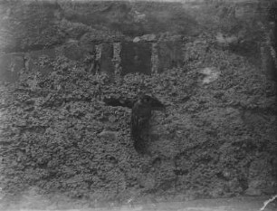 Kohlmeise : Kohlmeise (Parus major L.) vor der Nisthöhle in einer Hauswand.