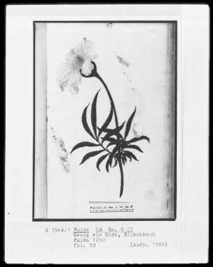 Georg Friedrich Heß, Blumenbuch — Eine Blume, Folio 39recto