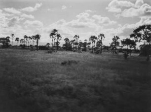 Savanne : Vegetation einer Savannenlandschaft in Tansania