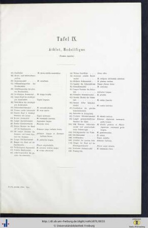 Tafel IX. Athlet, Modellfigur.