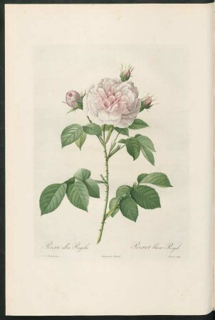 Rosa alba Regalis. Rosier blanc Royal. Bessin sculp.
