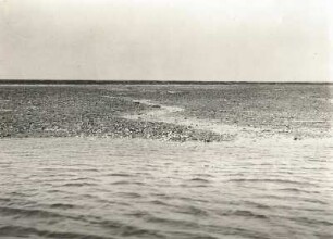 Nordsee, Wattenmeer, Sandbank mit Klaffmuscheln