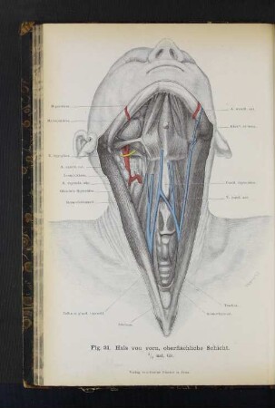 Fig. 31. Hals von vorn, oberflächliche Schicht.