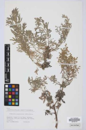 Artemisia canariensis (Besser) Less.
