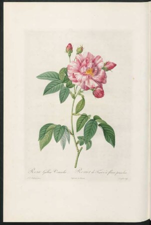 Rosa Gallica Versicolor. Rosier de France à fleurs panachées. Langlois sculp.