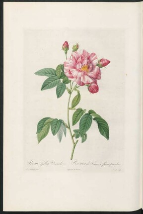 Rosa Gallica Versicolor. Rosier de France à fleurs panachées. Langlois sculp.