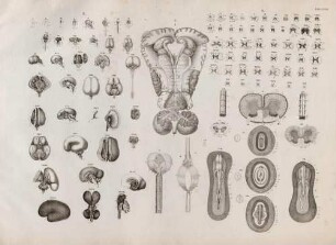 Die Entwicklung des Gehirns bei Embryo und Foetus / Bau und Entwicklung des Rückenmarks