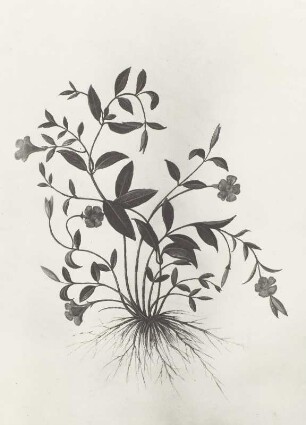 Pflanzenhandschrift, Immergrün - Vinca minor L.