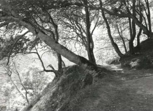 Jasmund. Ostseeküste, Stubbenkammer. Weg zum Strand durch den Buchenwald am Königsstuhl