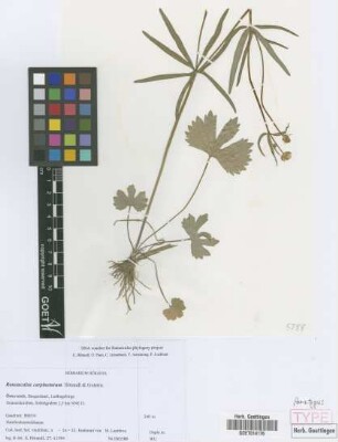 Ranunculus carpinetorum E. H&ouml;randl & W. Gutermann[paratype]