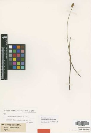 Carex chordorrhiza L.f. [isotype]