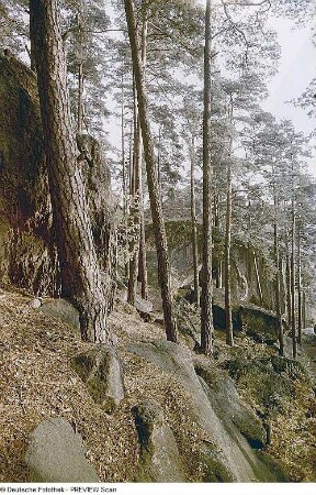 Felsen und Bäume in der Sächsischen Schweiz