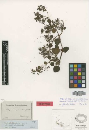 Colignonia scandens Benth.