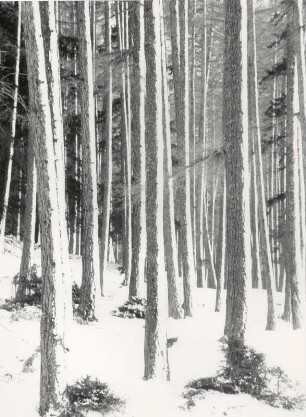 Bäume im Winter