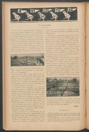Avicultura : La cría de patos - (Continuación)