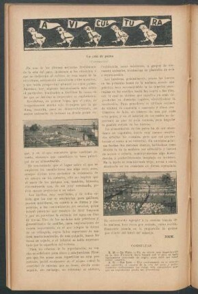 Avicultura : La cría de patos - (Continuación)