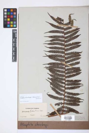 Alsophila sternbergii (Pohl) D.S.Conant