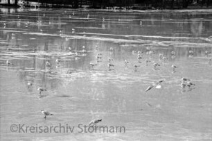 Herrenteich: Möwen auf Eisfläche: Winter