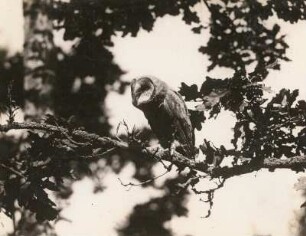 Schleiereule (Tyto alba SCOP.), flügger Jungvogel
