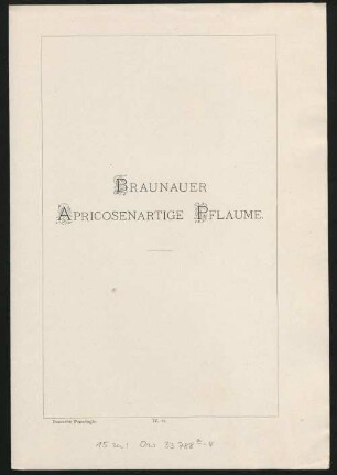 IV. 15. Braunauer Apricosenartige Pflaume