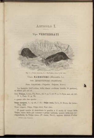 Articolo I. Tipo Vertebrati