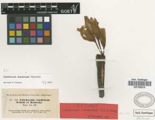 Colchicum candidum Schott & Kotschy [isotype]