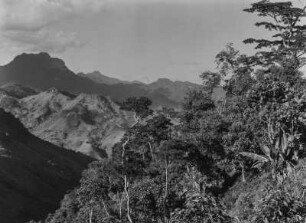 Bergwald : Dichte Vegetation im Norden der Uluguru-Berge