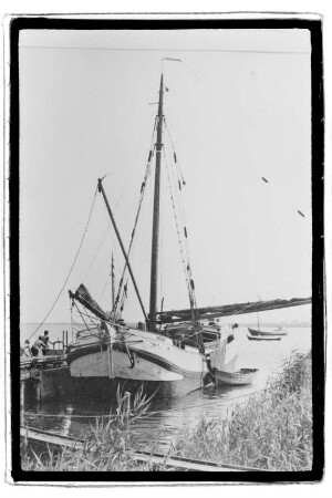 Frieda ex Ellen ex Heidebloem ex Antieuz Mariea (1895), W.v.d. Fecht Dornbusch