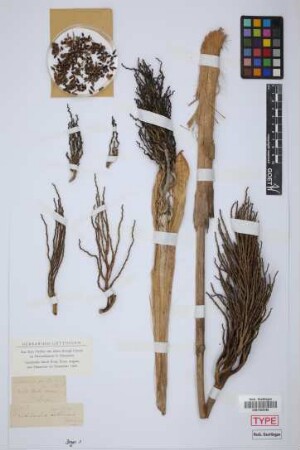 Pritchardia pacifica