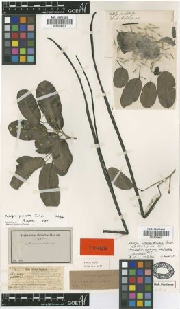 Catalpa punctata Griseb. [holotype]