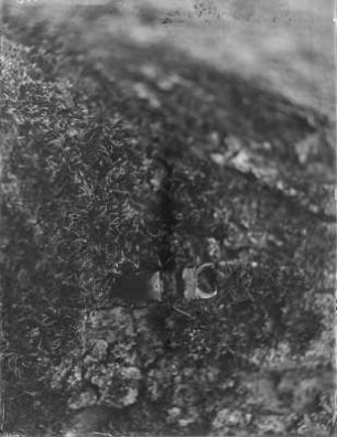 Hirschkäfer : Ein Hirschkäfer (Lucanus cervus Linnaeus) auf Moos.