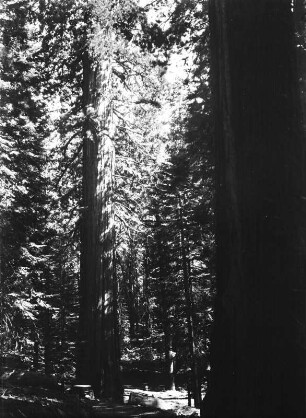 Küstenmammutbäume : Blick auf einen Wald mit Küstenmammutbäumen (Coast Redwood); vermutlich im Redwood-Nationalpark