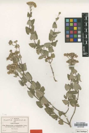 Eupatorium scorodonioides A.Gray var. grossedentatum B.L.Rob.[type]