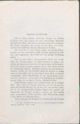 Gnetum latifolium.