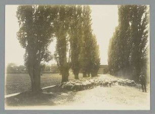 Schäfer und Schafherde in der Nähe von Belgershain