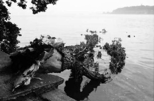 Mainau, Insel Mainau: In den See gestürzte Pappel