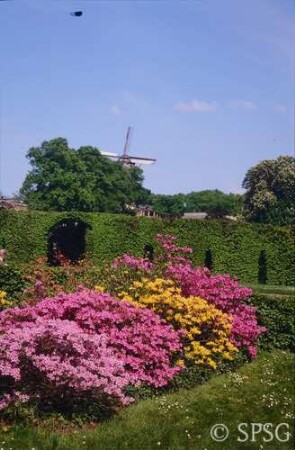 Potsdam, Park Sanssouci, Sträucher und Klettergehölze, Blüte.