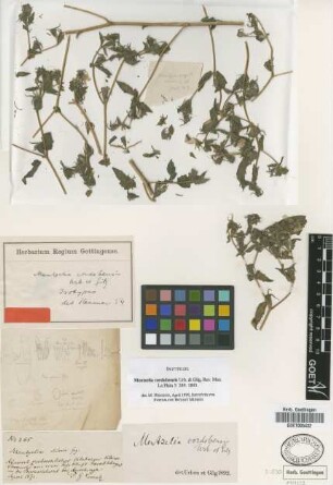 Mentzelia cordobensis Urb. & Gilg [isotype]