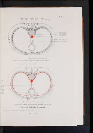 Nervi et Arteriae. Generalia.