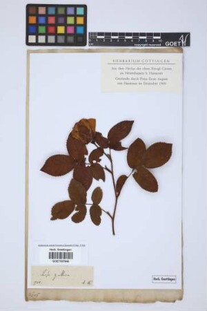 Rosa gallica L.