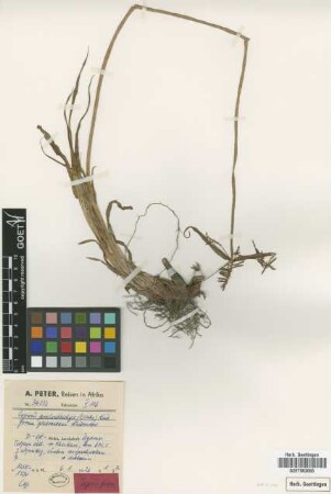 Cyperus psilostachys (C.B.Clarke) Kük. f. glabrescens Kük.[type]