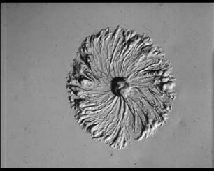 Schwarmentwicklung und Morphogenese bei Myxobakterien - Archangium, Myxococcus, Chondrococcus, Chondromyces