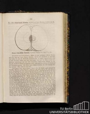 No. 429. Graue französische Reinette.