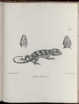 Pl. 11. [bis] Pl. 20. [siehe arabische Paginierung]