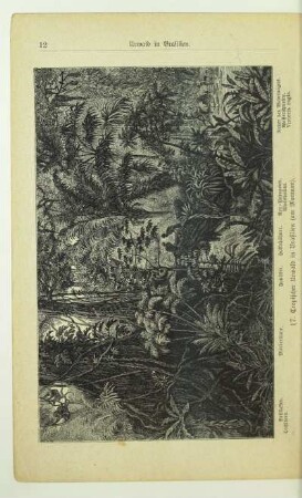 17. Tropischer Urwald in Brasilien (am Maranon)