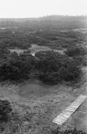 Im Kranichseemoor : Wald im Kranichseemoor