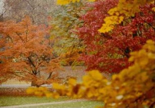Herbstbäume an der Lichtenthaler Allee in Baden-Baden