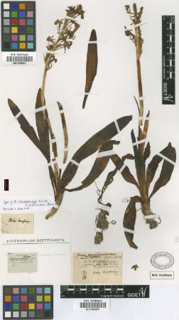 Orchis leucostachya Griseb.
